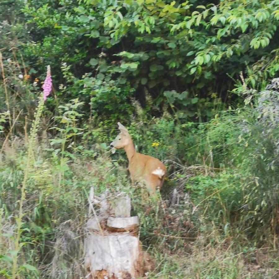 Naehe Nationalpark Appartement Baiersbronn Buitenkant foto