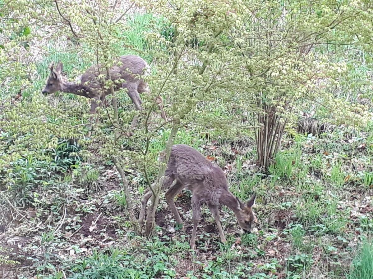 Naehe Nationalpark Appartement Baiersbronn Buitenkant foto